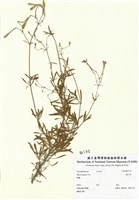 藏品(蠅子草)的圖片